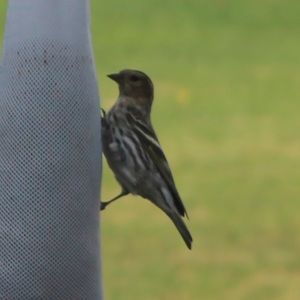 Meet your Posher, Robin